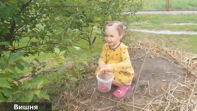 Сбор ЯГОД в саду! Клубника, Земляника, Вышня, Смородина смотреть онлайн
