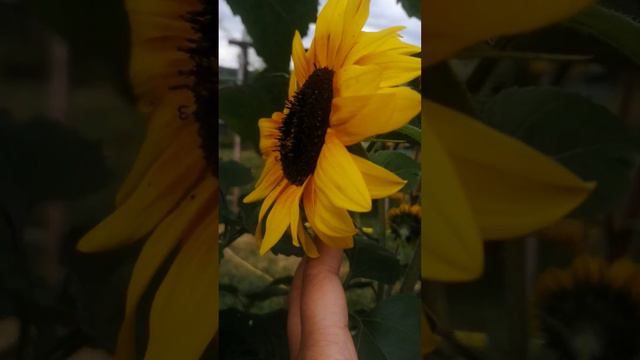 Ring of fire Sunflower смотреть онлайн