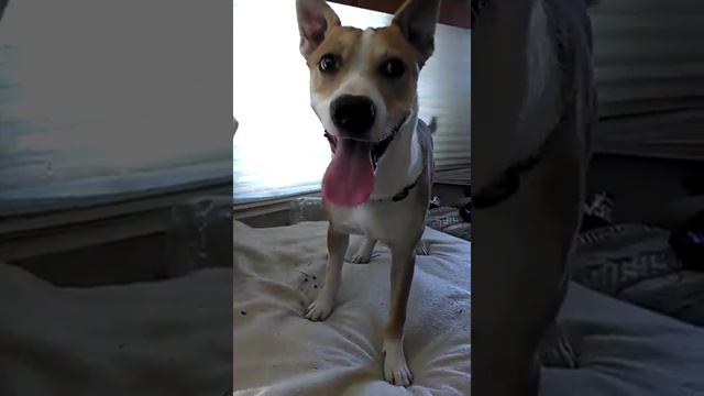 If copper could speak English смотреть онлайн