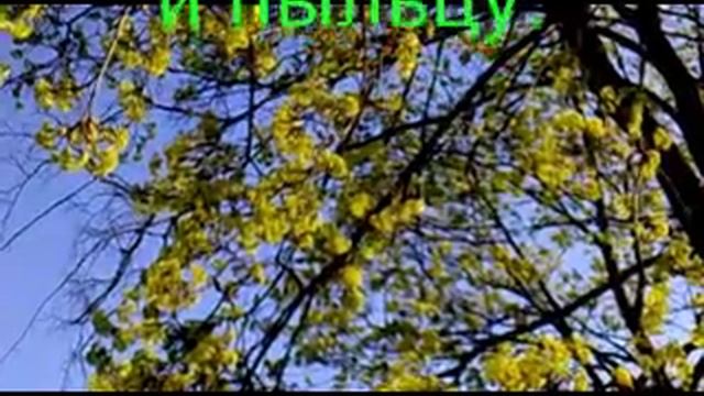 Цветёт клён !!!!!.avi смотреть онлайн