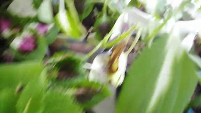 Зимняя посадка лука на зелень. смотреть онлайн