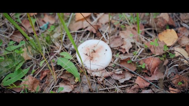Sony A7C Full Frame, Cinematic Video Test. Nature, HLG-2 BT2020.