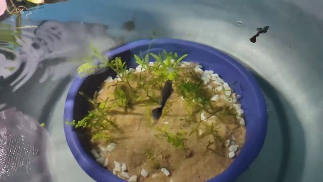 The Guppy Breeding Project | 1 Month Update | Dragon Dumbo Ear смотреть онлайн