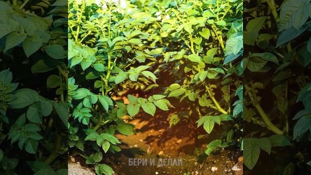 31 НЕВЕРОЯТНЫЙ ЛАЙФХАК С РАСТЕНИЯМИ смотреть онлайн