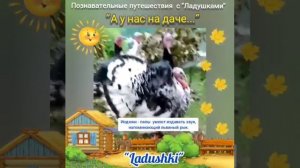 Детям про Индюков