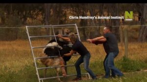 Животные инстинкты с Крисом Хамфри - промо передачи на Viasat Nature