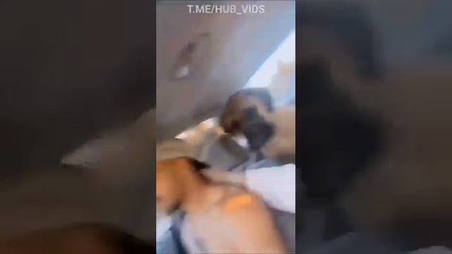 собаку вырвало,прям во время смотреть онлайн