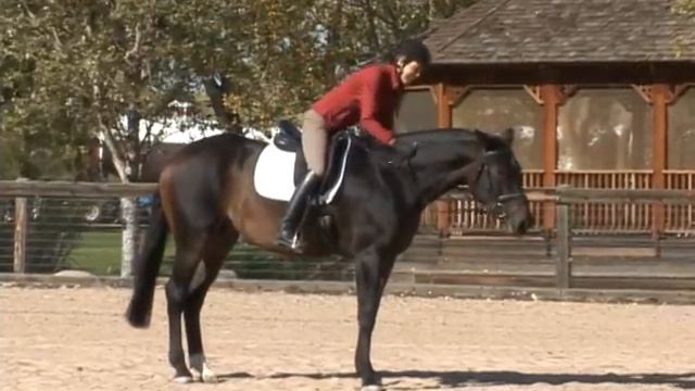 SOLD!! Fanfare FEI Prospect A/A Mind - Professional Quality Gaits 5 YO Bay M w/ Fabriano bloodlines смотреть онлайн