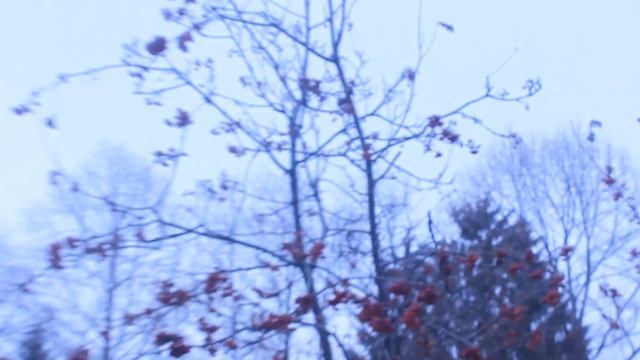 рябина зимой смотреть онлайн