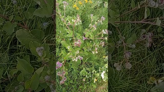 Лопух 3 смотреть онлайн