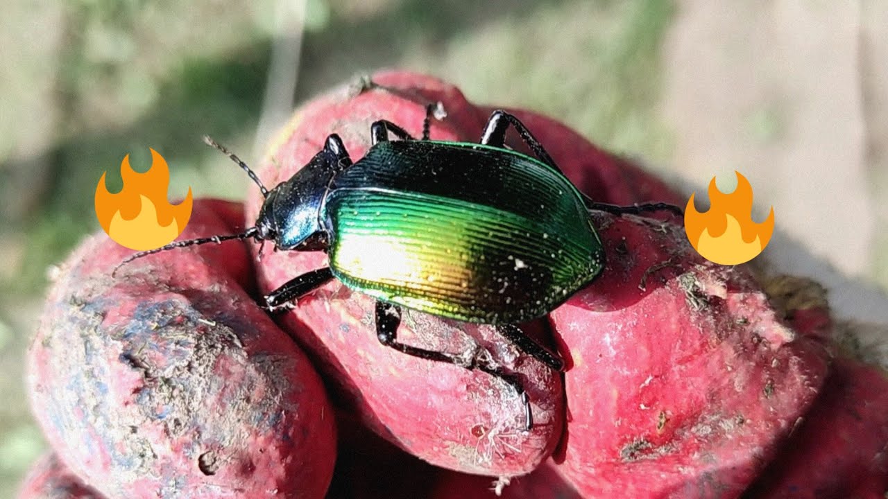 Посмотрите какой жук... смотреть онлайн