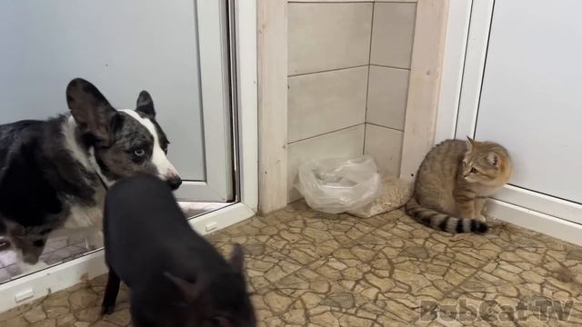 СВИНЬЯ НАПАЛА НА КОШКУ! / Реальная жизнь с минипигами смотреть онлайн