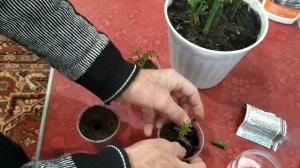 Черенкование роз отростками.