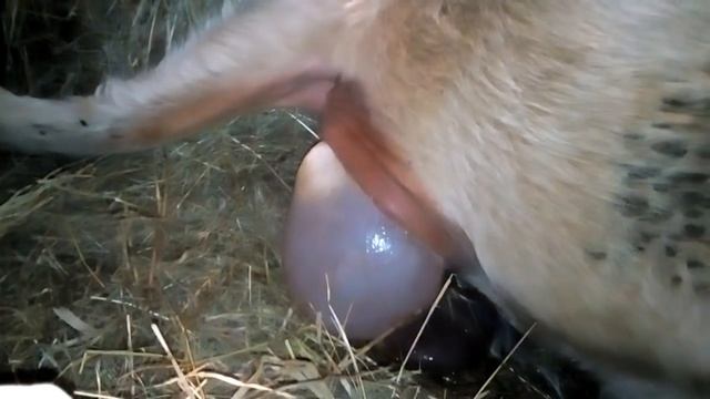 Отел. Моя нетель первый опыт смотреть онлайн