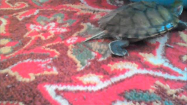 Мои черепахи смотреть онлайн