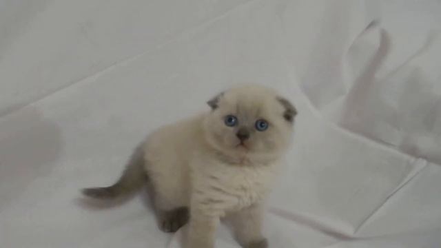 ПРОДАЖА котята блю-пойнт смотреть онлайн