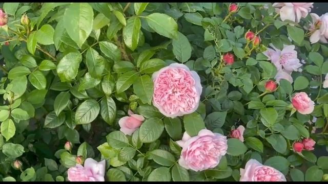 Роза Шоне Мейд - лучшая среди самых ароматных роз. Питомник растений Е. Иващенко