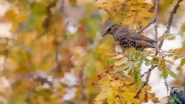 Осенние птицы (Autumn birds) ??? смотреть онлайн