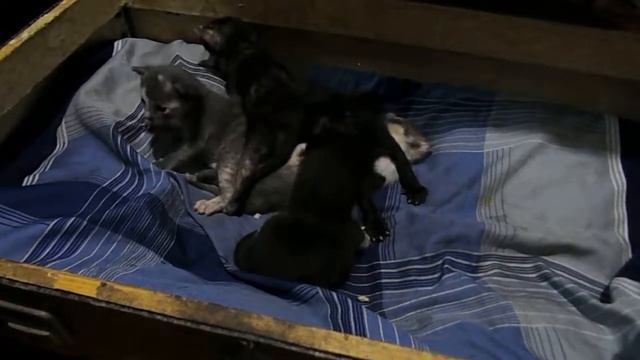 Котятам 20 дней. смотреть онлайн