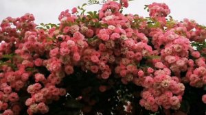 Розы для шикарных арок, однократноцветущие, но какие! Utigord Falls и Minnehaha