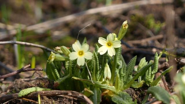 pierwiosnek wyniosły primula elatior смотреть онлайн