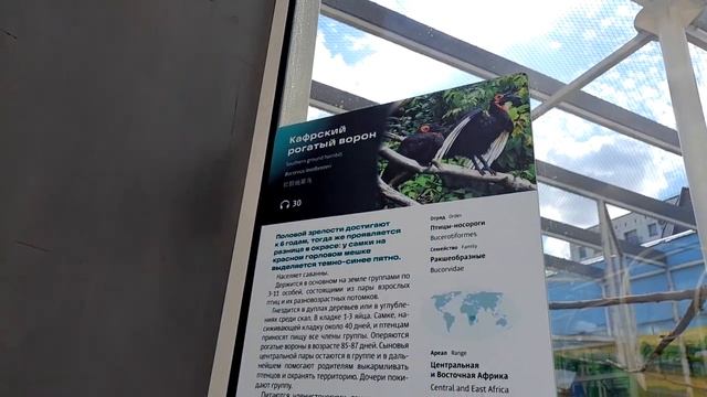 Ухаживает за любимой (кафрский рогатый ворон) смотреть онлайн