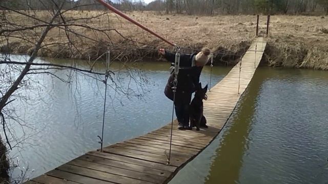 Голландская овчарка. Прикладное послушание. Комплекс на подвесном мосту. смотреть онлайн