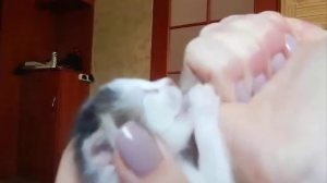 Бездомный котенок, новорожденный котенок. Как кормить грудного котенка?