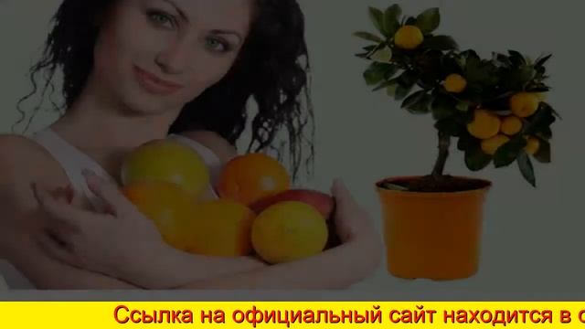 Мини Плодовые Деревья В Горшках Купить смотреть онлайн