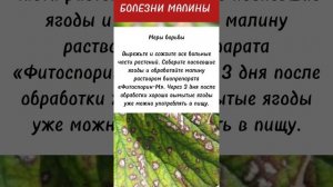 Болезни малины! НЕ ПРОПУСТИТЕ! Иначе вы можете остаться БЕЗ УРОЖАЯ!