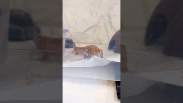 Геккон эублефар ест сверчков. Охота ящерицы? Смешной геккон. #эублефар #геккон смотреть онлайн