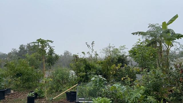 Transplanting Fruit Trees- Rollinia Deliciosa -Adding More Fruit Trees To The Food Forest смотреть онлайн