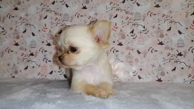 Девочка Чихуахуа. Щенок ищет семью! #чихуахуа #chihuahua #санктпетербург смотреть онлайн