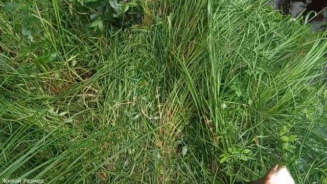 Рыбалка на ГЛУХОЙ ТАЕЖНОЙ реке смотреть онлайн