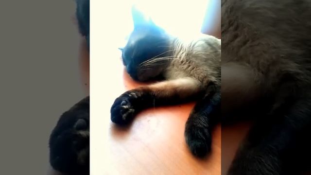 Джига-дрыга кота. смотреть онлайн