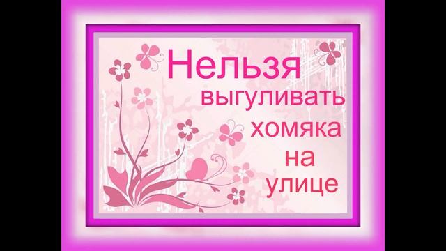 Пять правил в содержании хомяка Уход и содержание СИРИЙСКИЙ ДЖУНГАРСКИЙ ХОМЯК Домашние хомяки @user смотреть онлайн