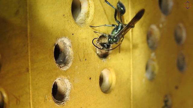 The Blue Mud Dauber смотреть онлайн