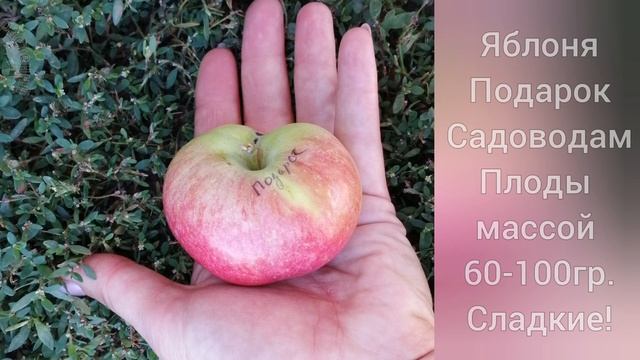 Яблонях Подарок Садоводам. Полукультурный, осенний сорт. Кедр-Сад смотреть онлайн