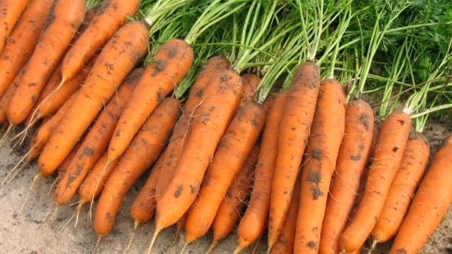 Когда убирать морковь??? смотреть онлайн