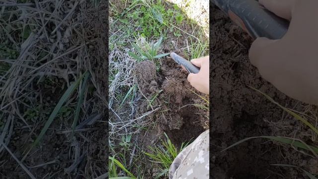 Реальный поиск с металлоискателем Minelab Manticore смотреть онлайн