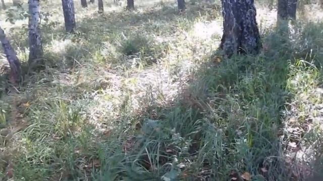 Грибы #втораяволна #грузди #загрибами  #грибы2022   #лисички #грибнойсезон #тихая_охота #тихаяохота