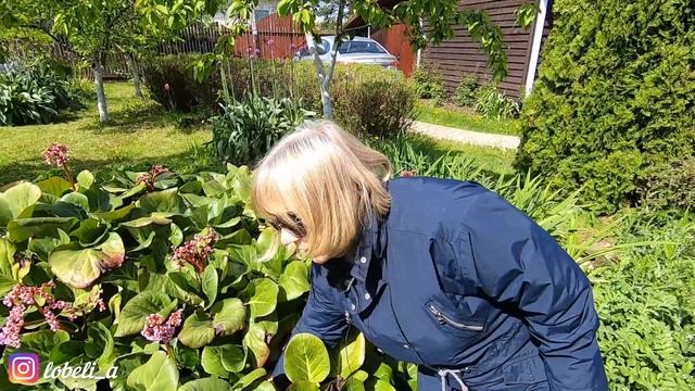 Бадан: красивый многолетник, тонизирующий чигирский чай и помощь при похмелье. Делюсь своим рецепто смотреть онлайн