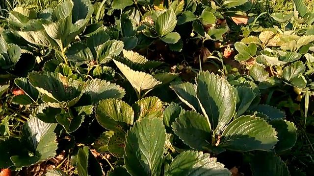 Клубника, сорт поздний, Финелла и Мальвина. смотреть онлайн