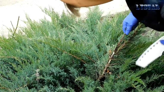 Как размножить можжевельник Как посадить можжевельник часть 1 можжевельник размножение смотреть онлайн