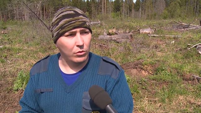 Посадка деревьев смотреть онлайн