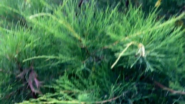 बरसात में से एयर लेयरिंग और पाए फ्री पौधे /26 Best Plant for Air layering смотреть онлайн