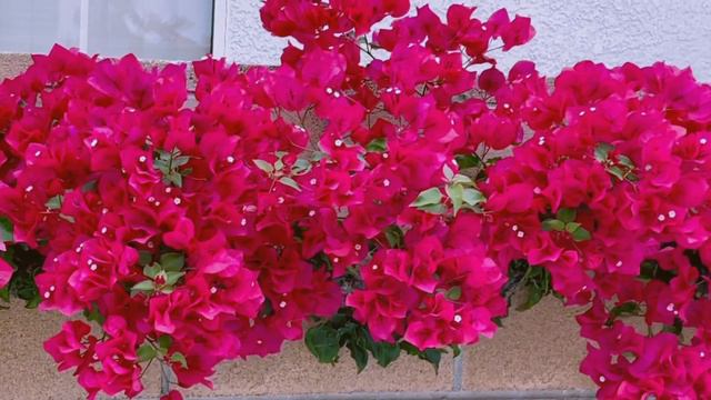 My pretty plant Bougainvillea 💖 смотреть онлайн