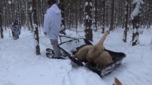 Охота на волков с флажками.