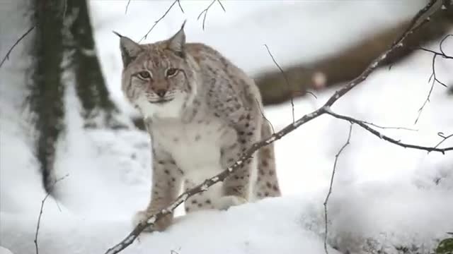 Lynx смотреть онлайн
