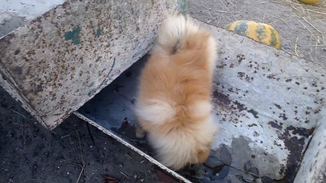 Щенок шпица Рональд 7 мес.В продаже. смотреть онлайн